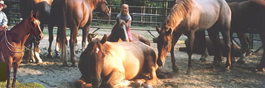 Paradise Hills Ranch